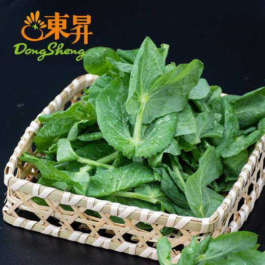 东升农场   豆苗   豌豆尖 荷兰豆苗 新鲜配送200g 商品图4