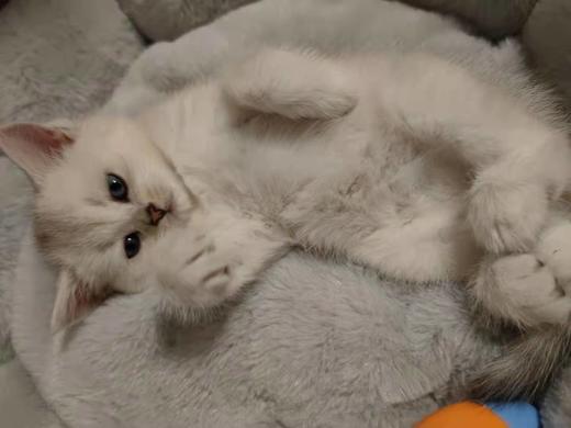 小明单独测试=--定 商品图2