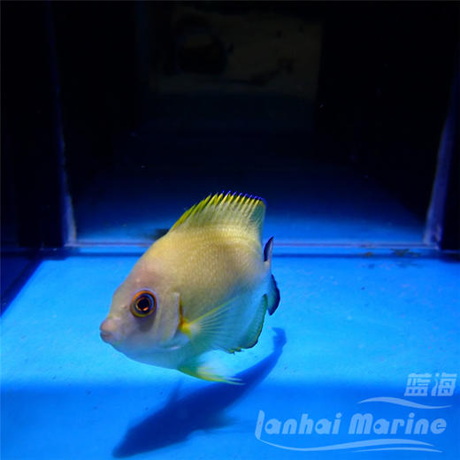 混种柠檬批 商品图4