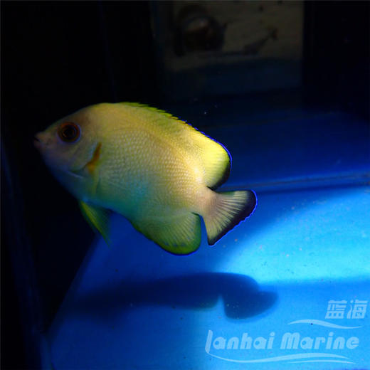 混种柠檬批 商品图6