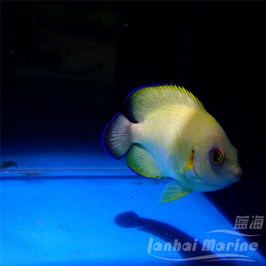 混种柠檬批 商品图5