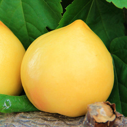 桃皇后黄油桃 商品图0