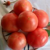 挑剔虎普罗旺斯西红柿 商品缩略图1