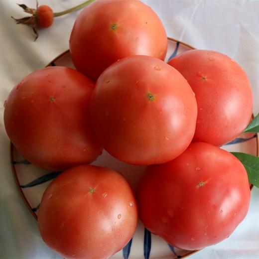 挑剔虎普罗旺斯西红柿 商品图1