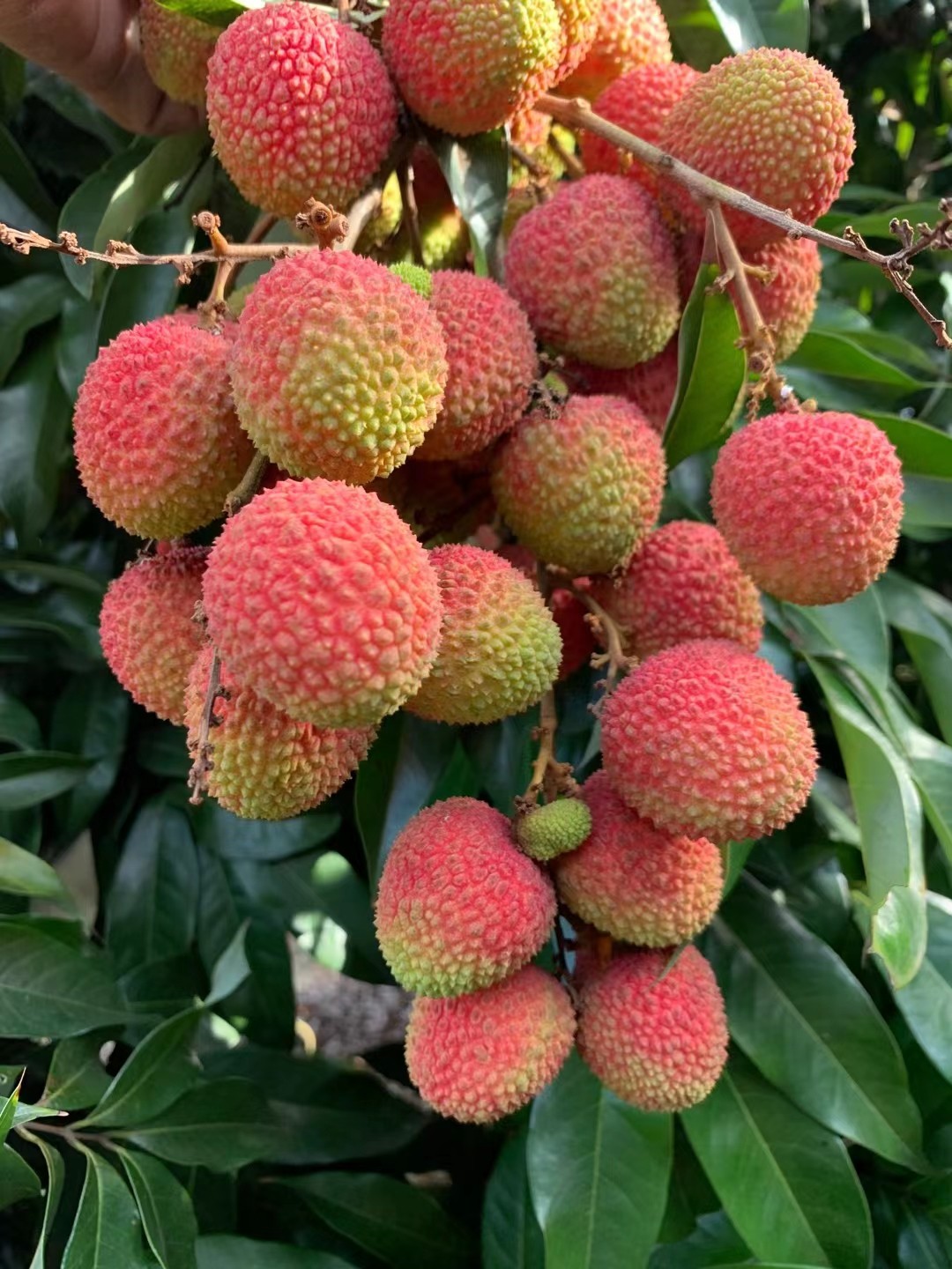 云南高原妃子笑干荔枝净重5斤