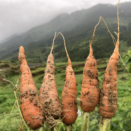 有机胡萝卜 | 合作生产*Organic Carrot | Coproduction 商品图1