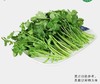有机香菜（300g/份） 商品缩略图0