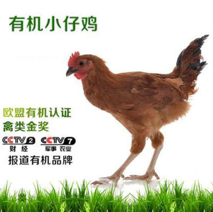 有机小仔鸡 商品图0
