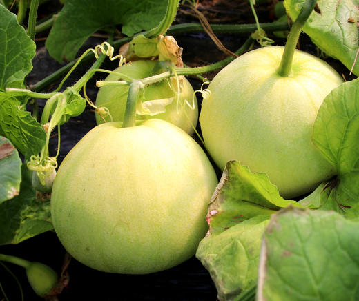 马连庄甜瓜 商品图2