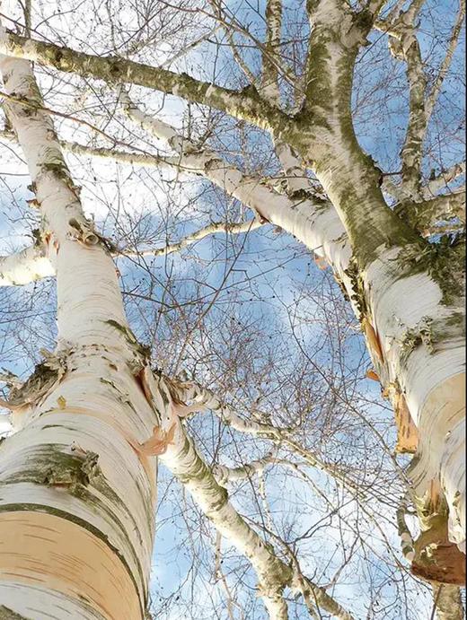 来自黑龙江伊春 菁桦 10倍浓缩富硒白桦树汁 ▏ 8瓶/箱 共2箱16瓶 蕴藏桦树春天发芽前的全部能量 商品图10