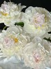 【预售！4.20起陆续发出】羞涩女王【你要有女王范，亦怀揣少女心】简小姐精选 大花头复色进口重瓣 2束包邮 顺丰空运 商品缩略图7