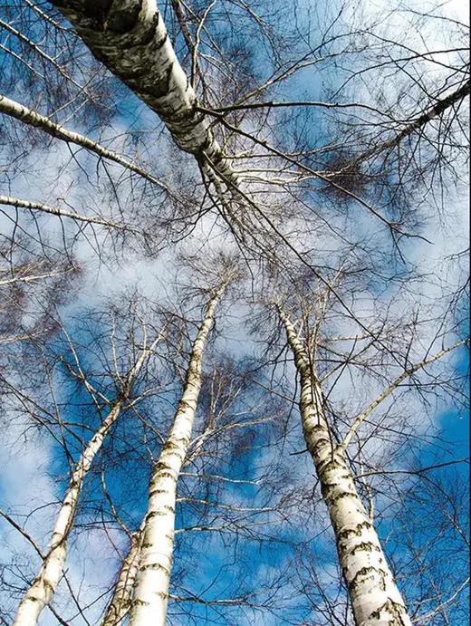 来自黑龙江伊春 菁桦 10倍浓缩富硒白桦树汁 ▏ 8瓶/箱 共2箱16瓶 蕴藏桦树春天发芽前的全部能量 商品图8