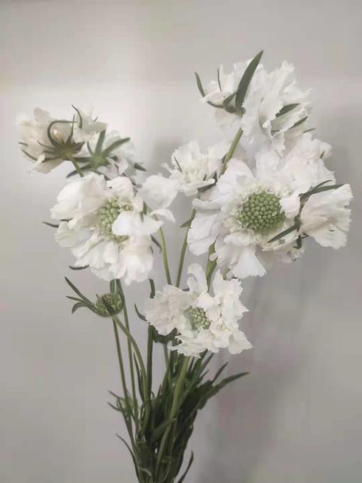 【不能实现的爱情】蓝盆花  多色可选  若干枝/扎 商品图6