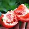 挑剔虎普罗旺斯西红柿 商品缩略图6