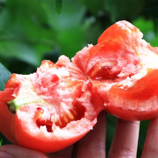 挑剔虎普罗旺斯西红柿 商品图6