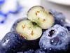 基地新鲜现摘蓝莓/125g盒 商品缩略图3