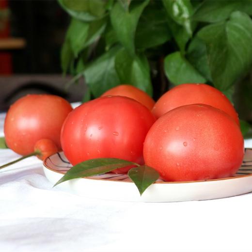 挑剔虎普罗旺斯西红柿 商品图0