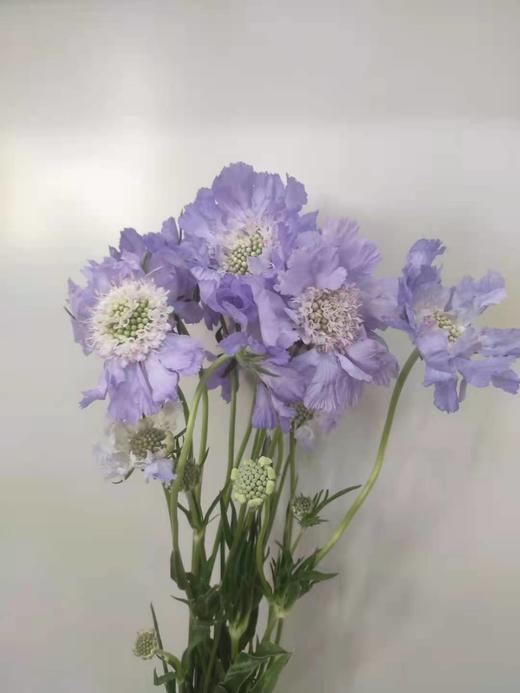 【不能实现的爱情】蓝盆花  多色可选  若干枝/扎 商品图5