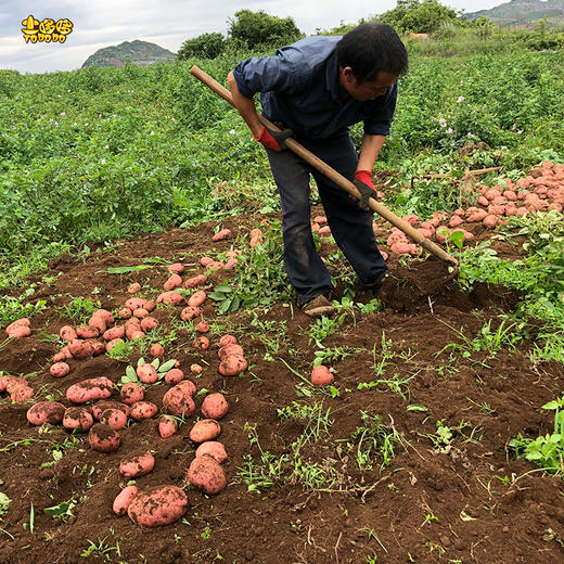 【顺丰发货】土哆哆云南高原红皮土豆产地直供现挖现发 5斤 商品图1