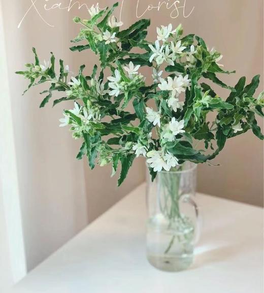 蓝星花和白星花