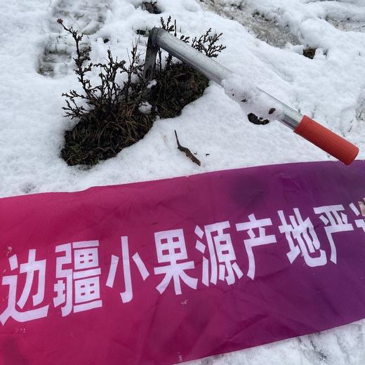 【再送一根】可溯源青海果洛新鲜冬虫夏草  精品货（排单发货，假一赔十，拒绝“水洗草” “种植草" "断草" "黑草"  “造假牙签草） 商品图12