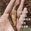 【再送一根】可溯源青海果洛新鲜冬虫夏草  精品货（排单发货，假一赔十，拒绝“水洗草” “种植草" "断草" "黑草"  “造假牙签草） 商品缩略图9