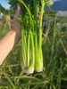 良道有机西芹  有机种植【顺丰快递】 商品缩略图1