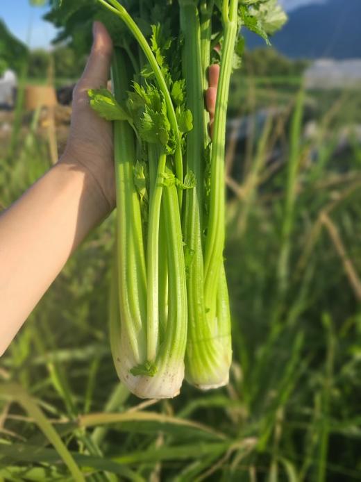 良道有机西芹  有机种植【顺丰快递】 商品图1