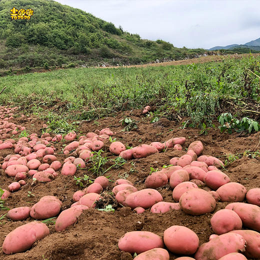 【顺丰发货】土哆哆云南高原红皮土豆产地直供现挖现发 5斤 商品图3