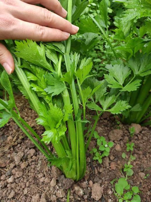 良道有机西芹  有机种植【顺丰快递】 商品图2