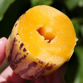 【甘肃民勤沙漠人参果】清甜多汁、果肉嫩滑、清甜多汁