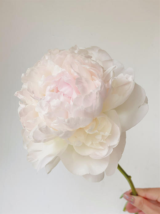 【预售！4.20起陆续发出】羞涩女王【你要有女王范，亦怀揣少女心】简小姐精选 大花头复色进口重瓣 2束包邮 顺丰空运 商品图4