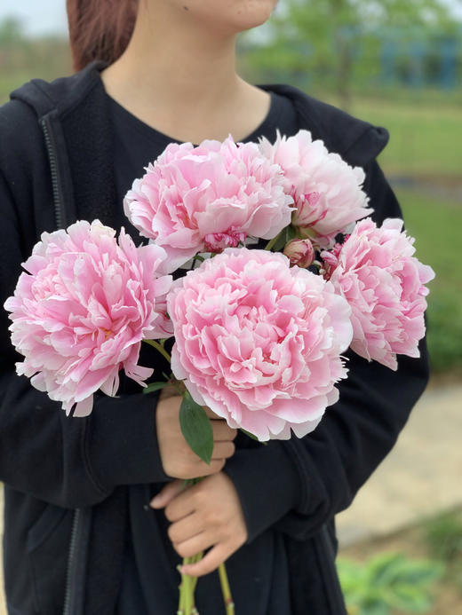 花神到了 进口品种粉色芍药 萨拉25 9元 5支 5月14日 16日到货 到货通知提货 Amy花儿朵朵