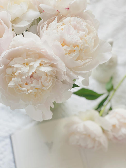 【预售！4.20起陆续发出】羞涩女王【你要有女王范，亦怀揣少女心】简小姐精选 大花头复色进口重瓣 2束包邮 顺丰空运 商品图6