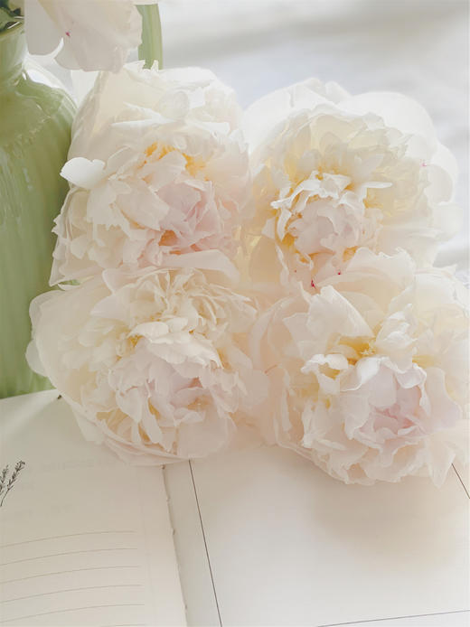 【预售！4.20起陆续发出】羞涩女王【你要有女王范，亦怀揣少女心】简小姐精选 大花头复色进口重瓣 2束包邮 顺丰空运 商品图9