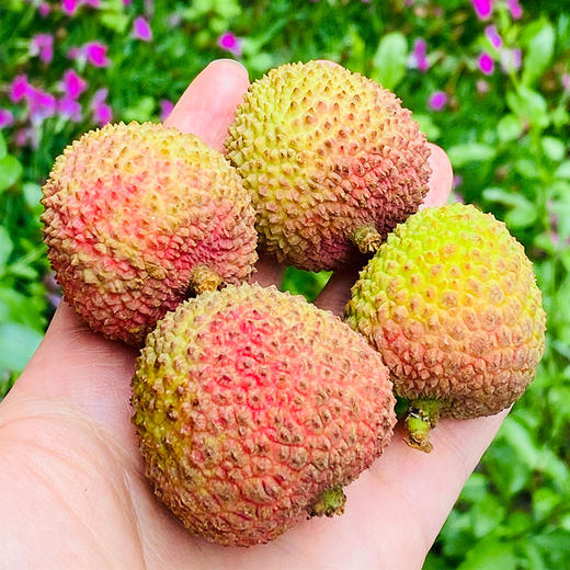妃子笑荔枝 |      妃子笑来了，空运干荔枝，早期果子品质很好，核小肉厚，水汪汪，甜滋滋不涩嘴～ 商品图5