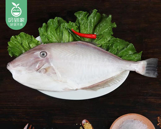 本港大剥皮鱼（去头去肚切段）/1份（约400g）生产日期：25年7月补单专用 商品图4