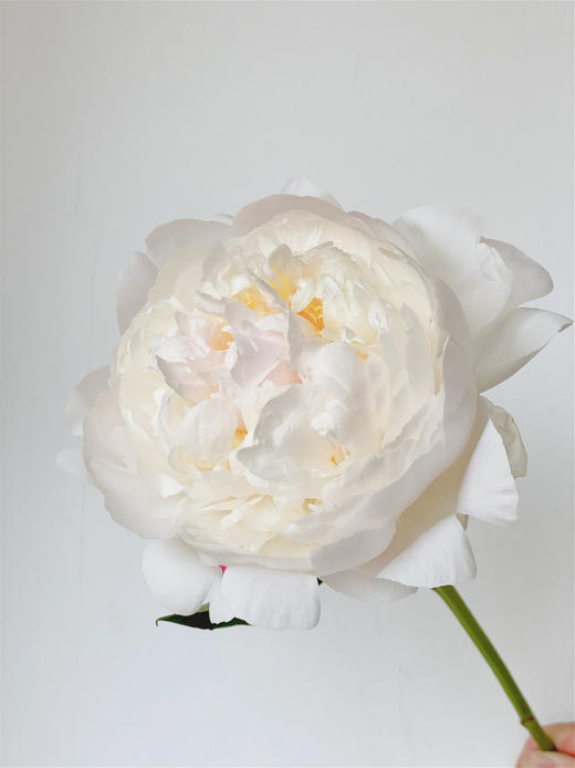 【预售！4.20起陆续发出】羞涩女王【你要有女王范，亦怀揣少女心】简小姐精选 大花头复色进口重瓣 2束包邮 顺丰空运 商品图5