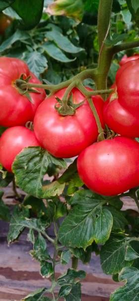 如何解决重茬问题1