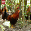 【品质生活】大凉山散养跑山阉鸡一只 商品缩略图1
