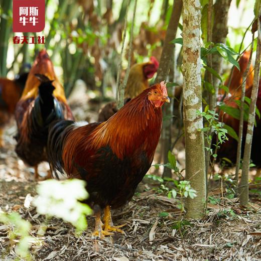 【品质生活】大凉山散养跑山阉鸡一只 商品图1