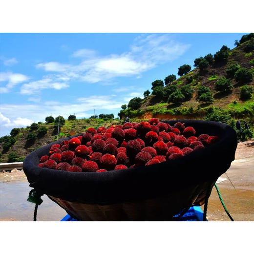 有机仙居杨梅2.8斤真空装 一级（17-21g/枚） 商品图2