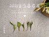 众口皆碑的2021春寿眉升级版，2021有机春寿眉（1斤收藏装） 商品缩略图4