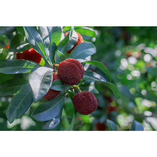 有机仙居杨梅2.8斤真空装 一级（17-21g/枚） 商品图1