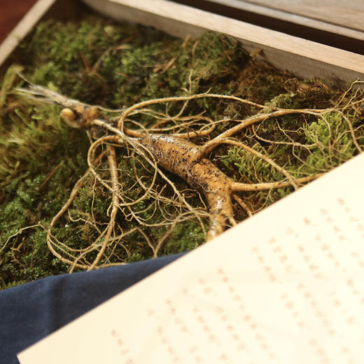 边外林场 新鲜高龄林下参  多功能礼盒装 商品图3