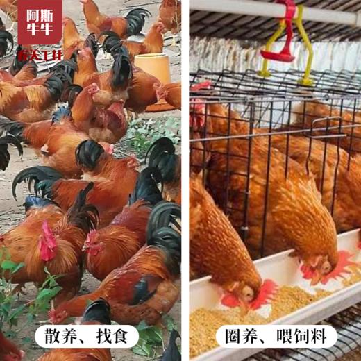 【品质生活】大凉山散养跑山阉鸡一只 商品图4