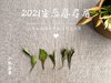 众口皆碑的2021春寿眉升级版，2021有机春寿眉（1斤收藏装） 商品缩略图3