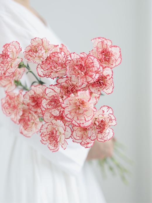 【周四团购】花边康乃馨15枝49.8元 2人拼团 商品图3