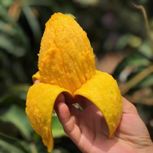 海南贵妃芒树上熟4斤装（9-18枚左右） 商品图0