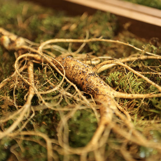 边外林场 新鲜高龄林下参  多功能礼盒装 商品图2